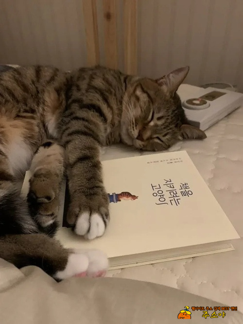 책을 지키려는 고양이