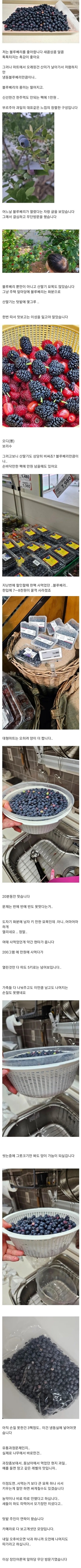 금단의 블루베리