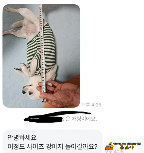 당근에 강아지 집 올려놨는데