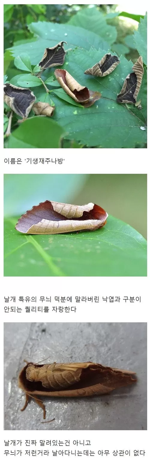 완벽 재현