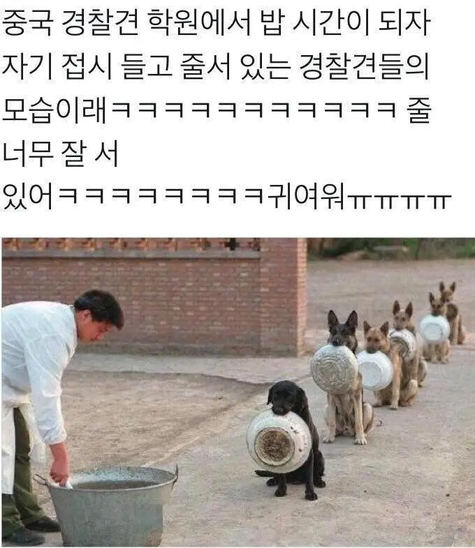 중국 경찰견 학원 밥시간