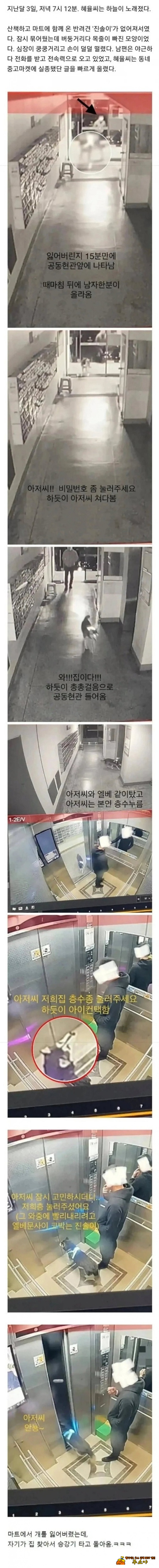 반려견을 잃어버림