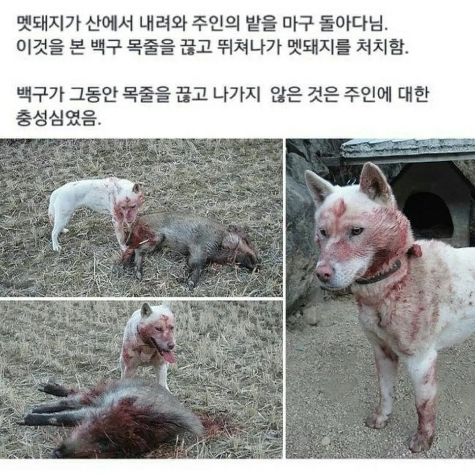 멧돼지랑 싸워 이긴 백구