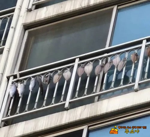 다른집에서 약이라도 뿌리면 어쩌려고