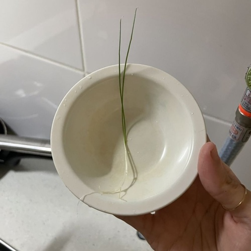 파슬리도 저거보단 두껍겠다