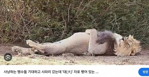 맹수를 보러 동물원에가면 실망하는 이유