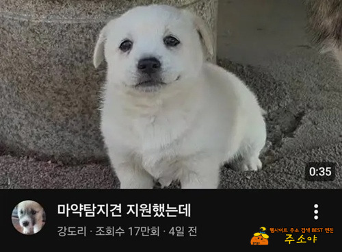 옆집개는 붙었다더라