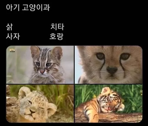 무시무시한 야생의 맹수들 모음