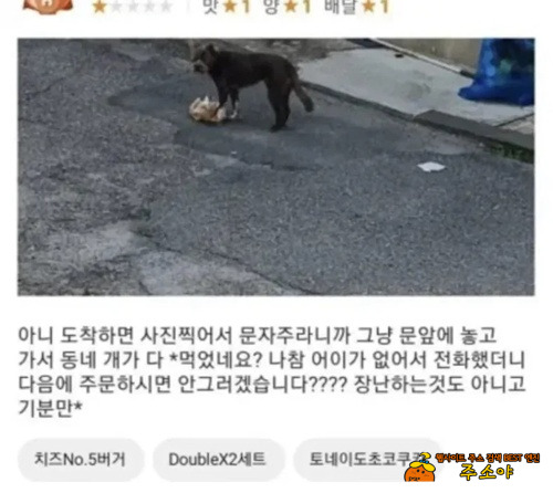 동내 개 고양이 잔치겠네 ㅎ