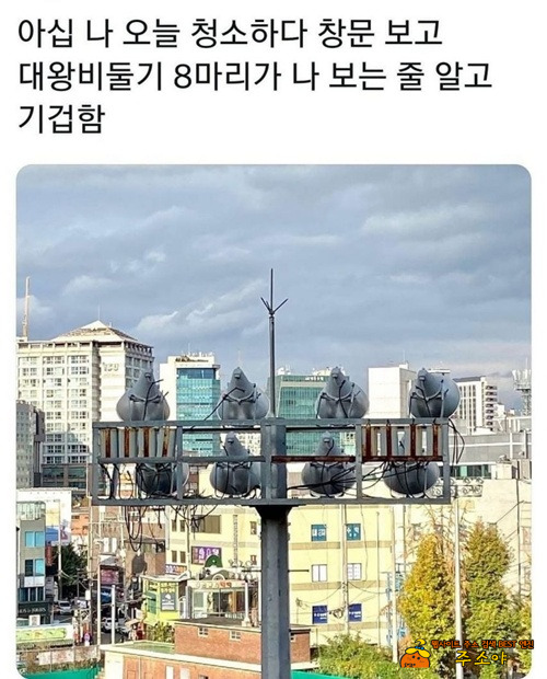 와 진짜 비둘기인줄