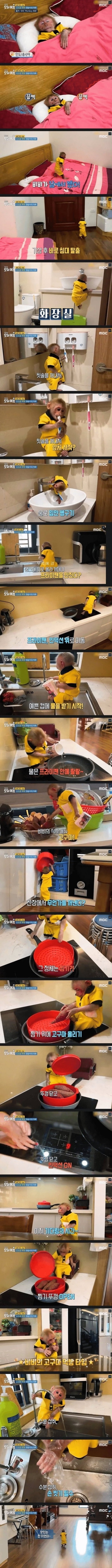 지능 높은 원숭이