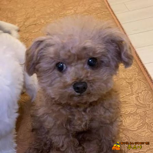 사고친 눈 사고친 눈