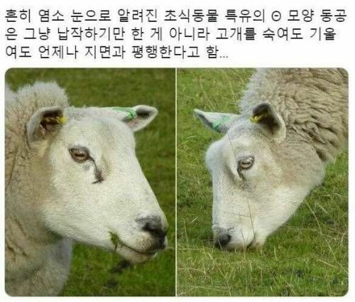 염소가 악마의 상징인게 이해가 되는 짤들