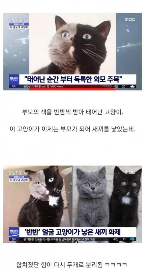 반반털색 고양이의 분리