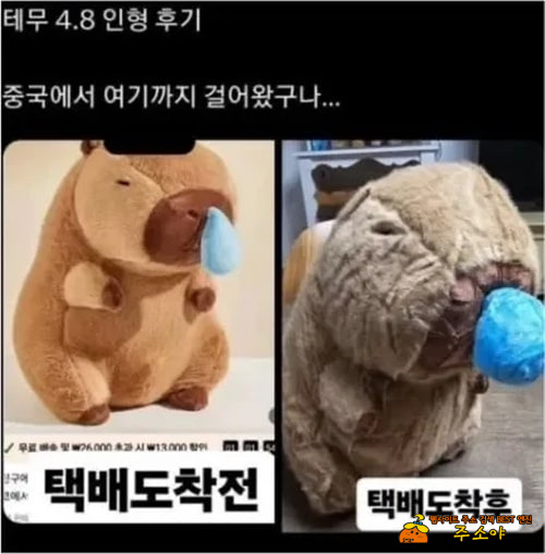 바다 건너 오느라  힘들었나보네