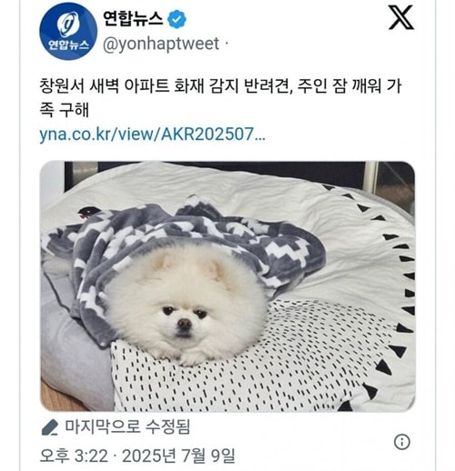 개를 키울 명분이 하나 더 생겼네