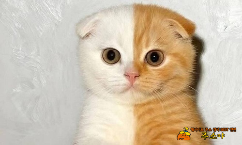 ai아니고 찐입니다