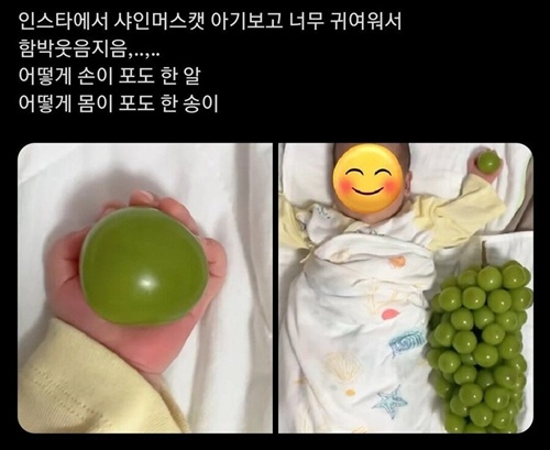주먹만 한 샤인머스캣 주먹만 한 샤인머스캣