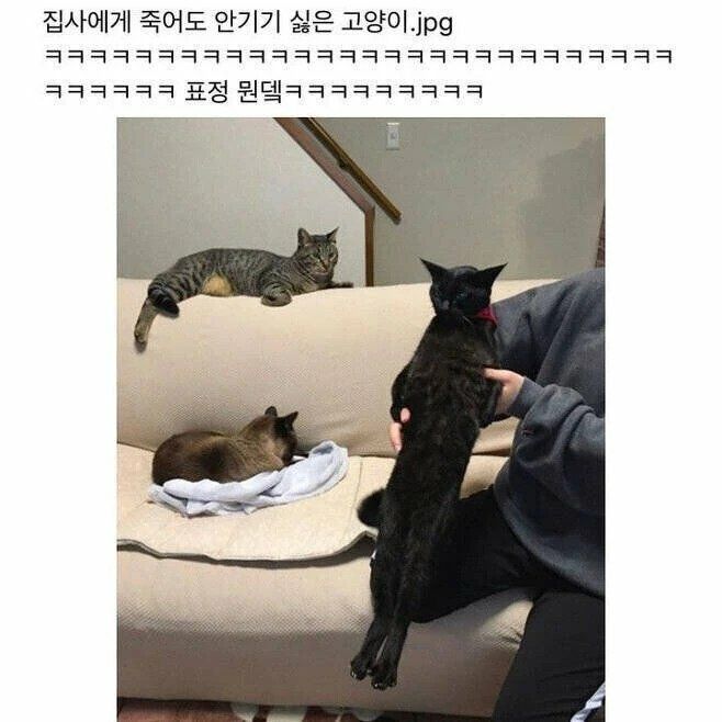 집사에게 안기기 싫은 주인님