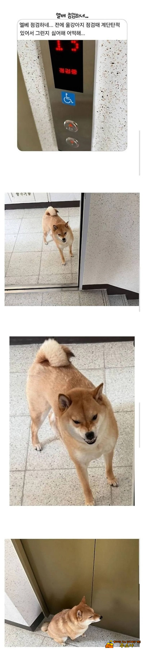 이런 시바