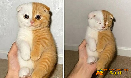 ai아니고 찐입니다 ai아니고 찐입니다