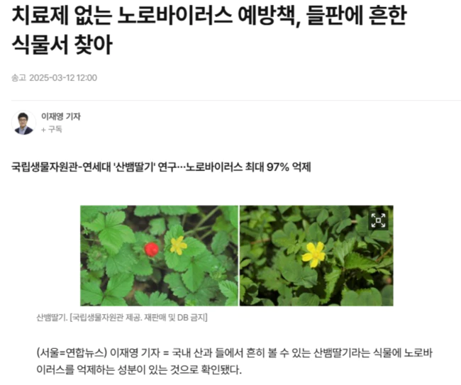 치료제 없는 노로바이러스 예방책, 들판에 흔한 식물서 찾아