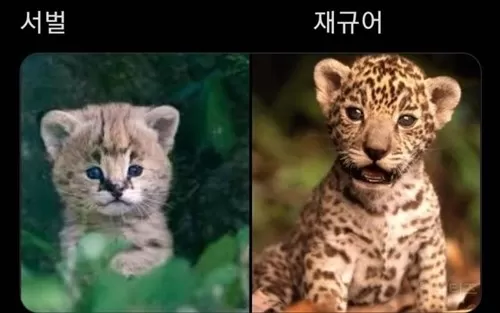 무시무시한 야생의 맹수들 모음