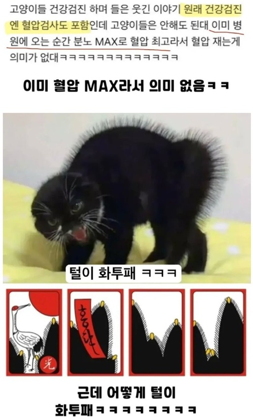 고양이 혈압