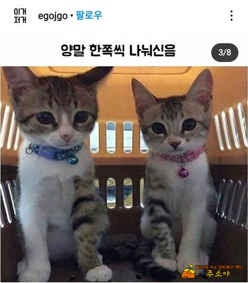 한짝씩 나눠 신은 냥이들