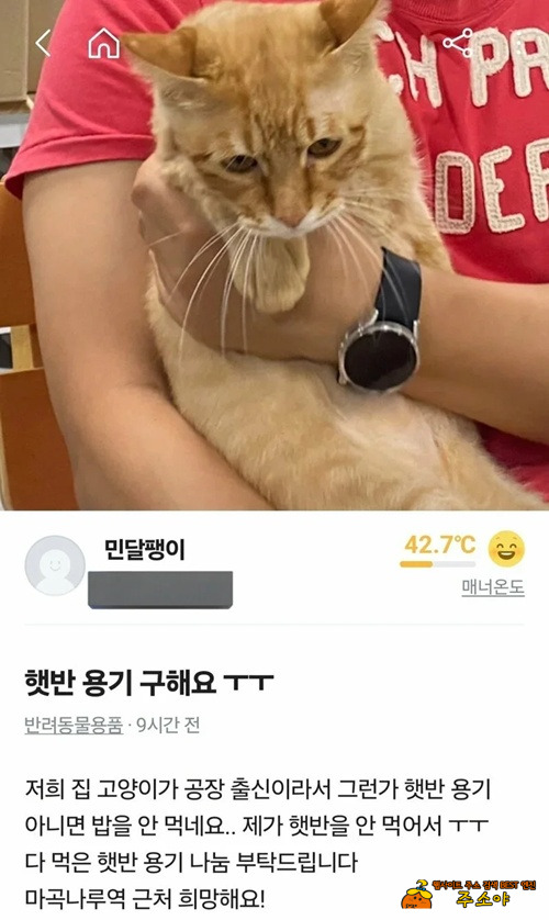 햇반 한개 얼마 한다고