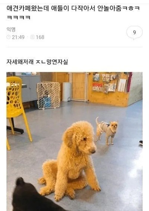 왕따당한 강아지의 좌절
