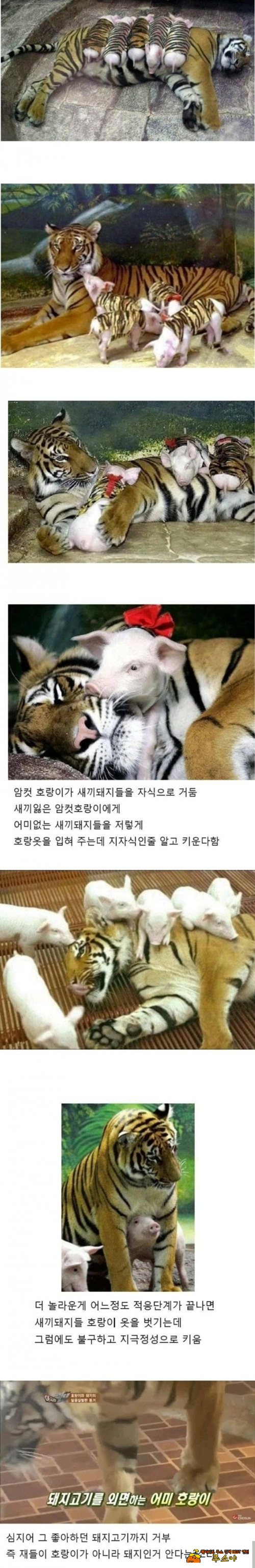모성애