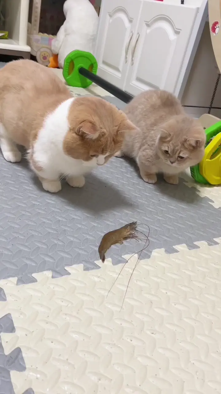 바다의 바퀴벌레가 무서운 야옹이들