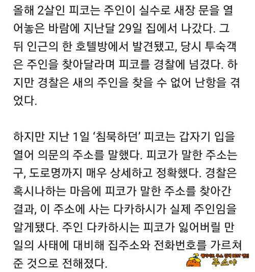 실종 앵무새 실종 앵무새
